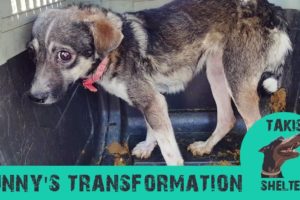 Terrified dog gets amazing transformation - Sunny - Takis Shelter