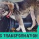 Terrified dog gets amazing transformation - Sunny - Takis Shelter
