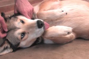 The Abilene Animal Shelter hosts a sale on rescued animals