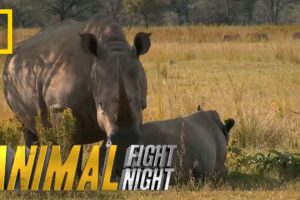 The Bullying Bull Rhino | Animal Fight Night