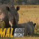 The Bullying Bull Rhino | Animal Fight Night