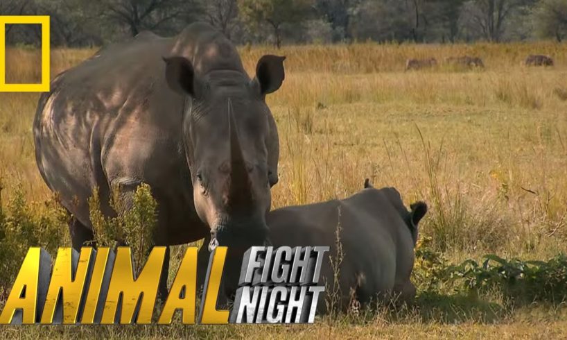 The Bullying Bull Rhino | Animal Fight Night