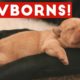 The Cutest Newborn Puppies & Kittens Weekly Compilation 2017 | Funny Pet Videos