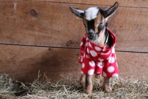 The Greatest Goat Kid PJ Party Ever!