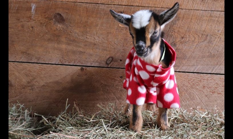 The Greatest Goat Kid PJ Party Ever!