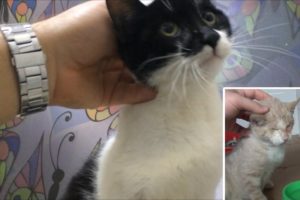 The Heartwarming Journey Of Two Cats Who Had A Rough Start In Life