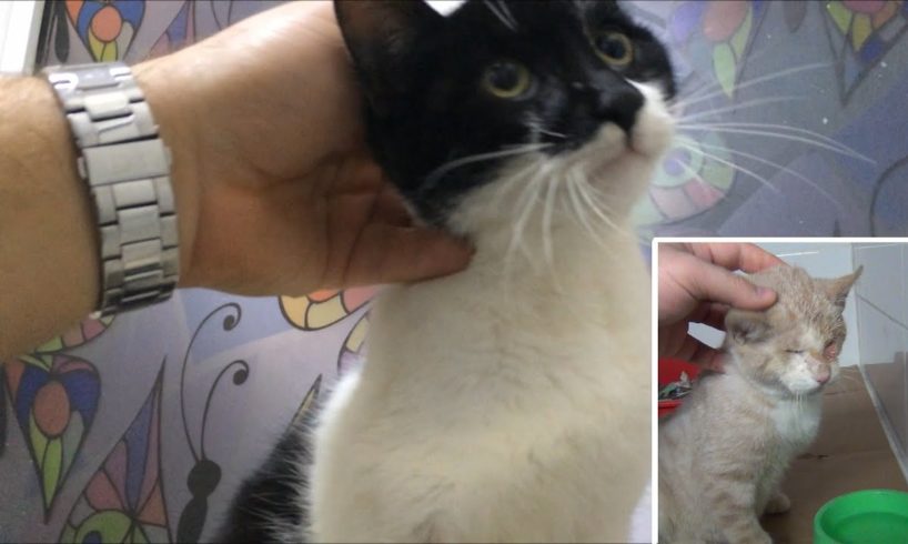 The Heartwarming Journey Of Two Cats Who Had A Rough Start In Life