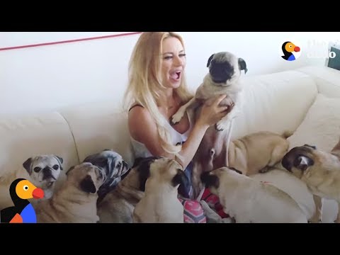 The Pug Queen: Woman Rescues EVERY Pug She Can | The Dodo
