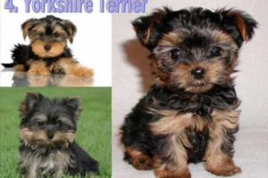 The Top Ten Cutest Puppies