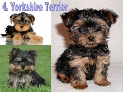 The Top Ten Cutest Puppies