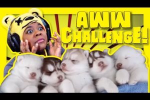 The Try Not To Say Aww Challenge | Puppies | AyChristene Reacts