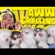 The Try Not To Say Aww Challenge | Puppies | AyChristene Reacts