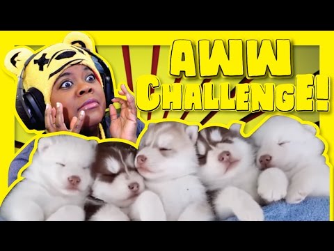 The Try Not To Say Aww Challenge | Puppies | AyChristene Reacts