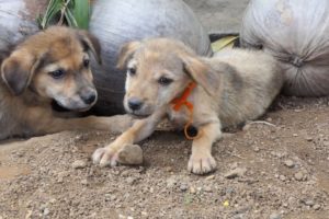 The cute puppies are sleeping and warm welcome us _ Give dogs food