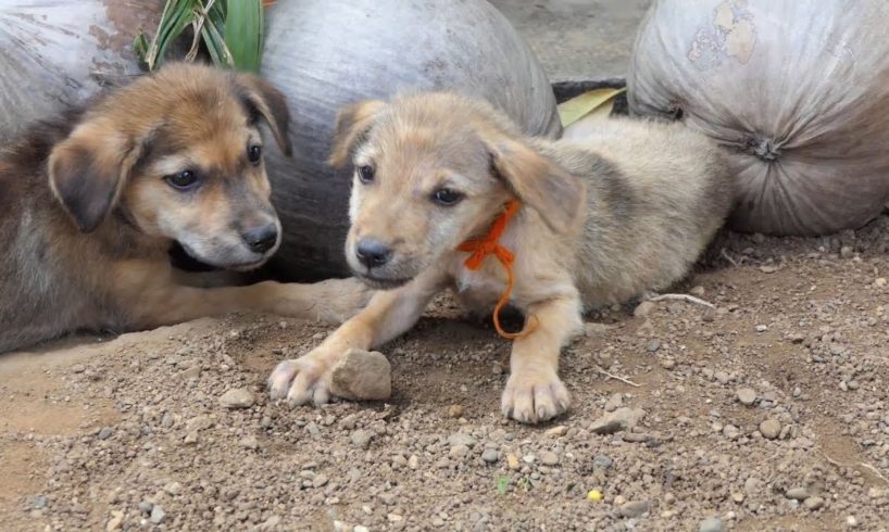 The cute puppies are sleeping and warm welcome us _ Give dogs food