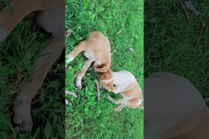 The cute puppies playing