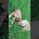 The cute puppies playing