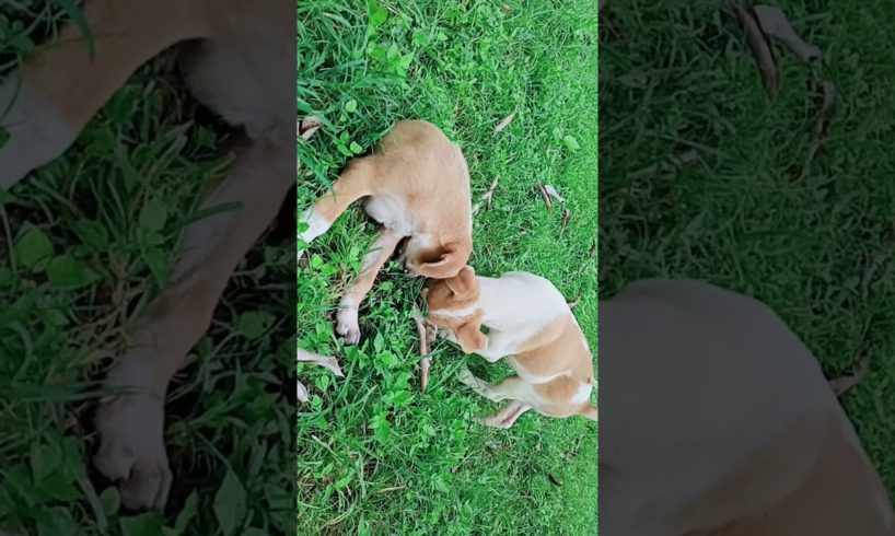 The cute puppies playing