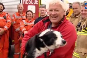 The dramatic, dangerous three-hour mission to rescue a dog stuck on a cliff