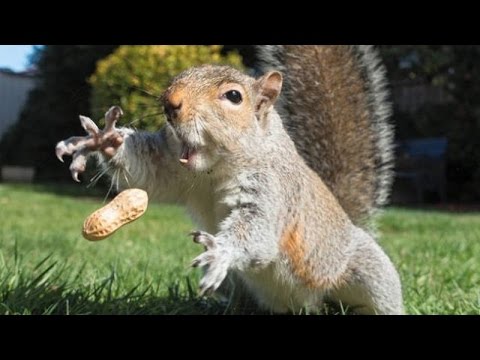 The most ridiculous & funniest ANIMAL videos #3 - Funny animal compilation - Watch & laugh!