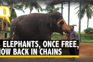 These Three Elephants Were Rescued, Only To be Chained Again | The Quint