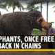 These Three Elephants Were Rescued, Only To be Chained Again | The Quint