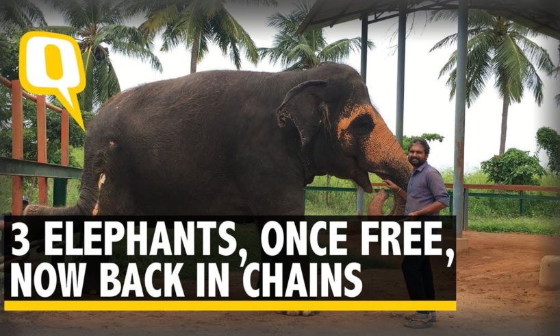 These Three Elephants Were Rescued, Only To be Chained Again | The Quint