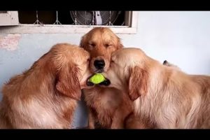 These golden retrievers will make you laugh your ASS OF - Funny dog compilation