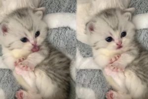 This Cute Kitten Will Make Your Day In 10 Seconds Or Less