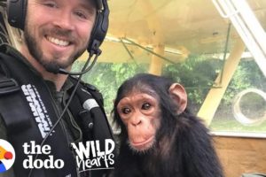 This Pilot Flies with Rescued Baby Chimpanzee for the Sweetest Reason | The Dodo Wild Hearts