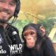 This Pilot Flies with Rescued Baby Chimpanzee for the Sweetest Reason | The Dodo Wild Hearts