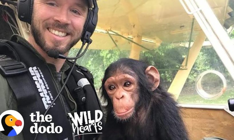 This Pilot Flies with Rescued Baby Chimpanzee for the Sweetest Reason | The Dodo Wild Hearts
