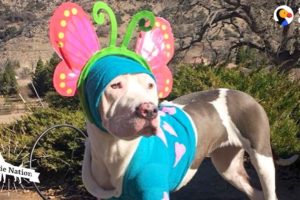 This Pittie Puppy Was Completely Transformed By Love | The Dodo Pittie Nation
