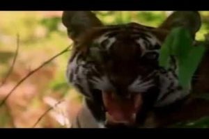 Thrilling wild animal fights