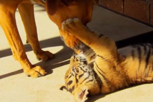 Tiger Cubs Playing With Dogs | Tigers About The House | BBC