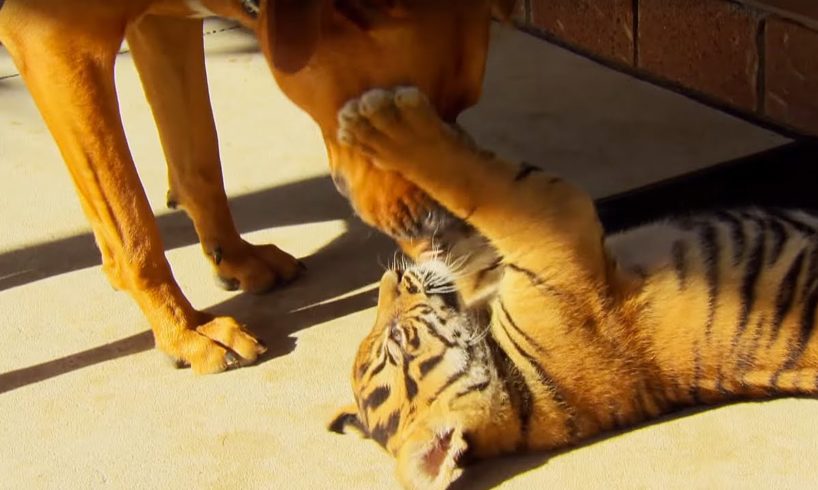 Tiger Cubs Playing With Dogs | Tigers About The House | BBC