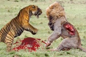 Tiger Vs Lion Best animals fights  with wild 2017 animals lion tiger bear attack  fight
