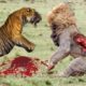 Tiger Vs Lion Best animals fights  with wild 2017 animals lion tiger bear attack  fight