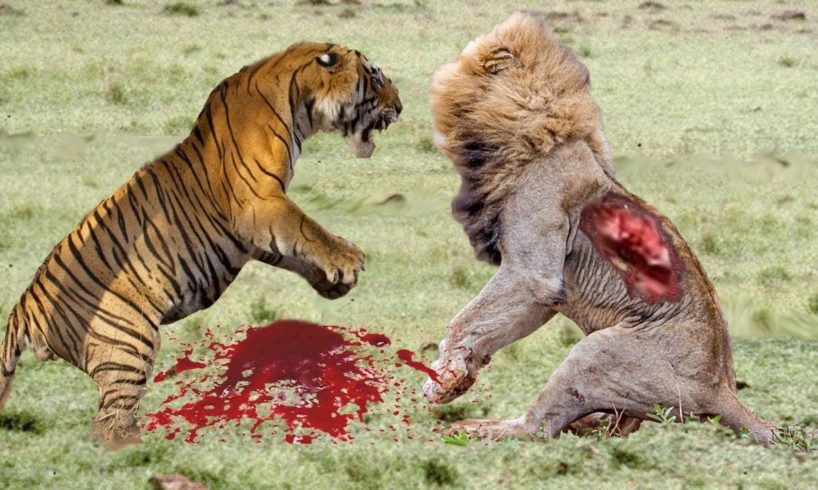 Tiger Vs Lion Best animals fights  with wild 2017 animals lion tiger bear attack  fight
