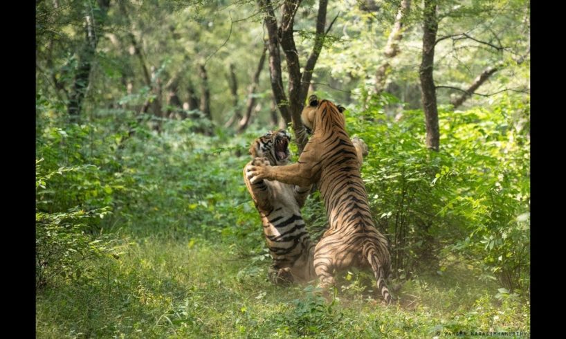 Tiger attack tiger - Animal fights | ಹೆಣ್ಣಿಗಾಗಿ ಹುಲಿಗಳ ಭೀಕರ ಕಾದಾಟ