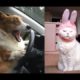 Tik Tok Pets ✪ Funny & Cutest Pets Video Compilation #27