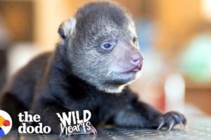 Tiniest Rescued Black Bear Cub Grows Up To Be CUTE | The Dodo Wild Hearts