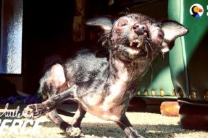 Tiny Dog Thanks Her Rescuer In The Sweetest Way | The Dodo Little But Fierce