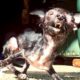 Tiny Dog Thanks Her Rescuer In The Sweetest Way | The Dodo Little But Fierce