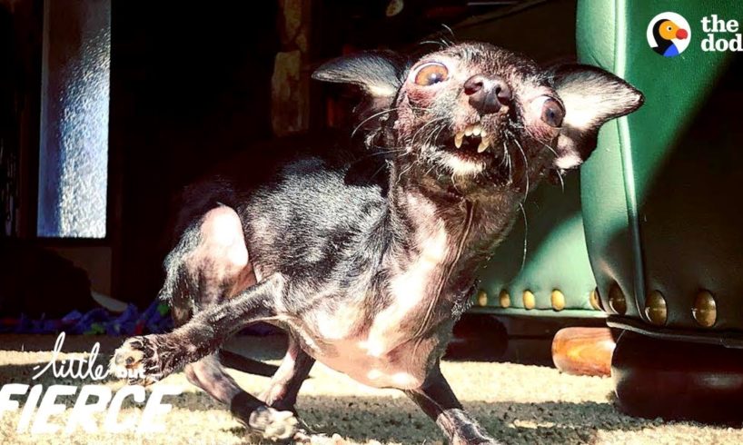 Tiny Dog Thanks Her Rescuer In The Sweetest Way | The Dodo Little But Fierce