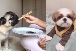 Too Cute Puppies | You'll Watch All Day | Nice Video