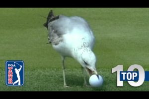 Top 10: Animal Encounters on the PGA TOUR