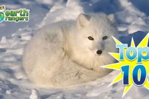 Top 10: Animals that Love the Snow