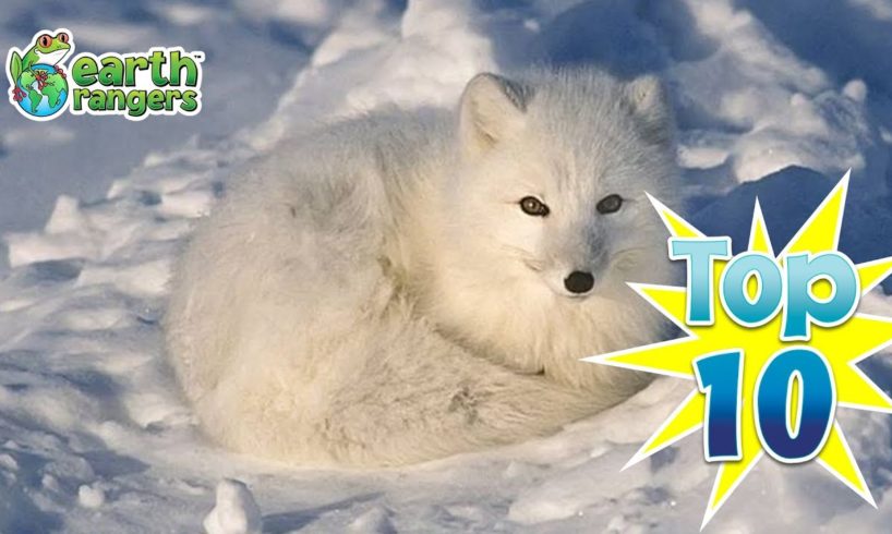 Top 10: Animals that Love the Snow
