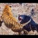 Top 10 Craziest Animal Fights Caught on camera Part 4